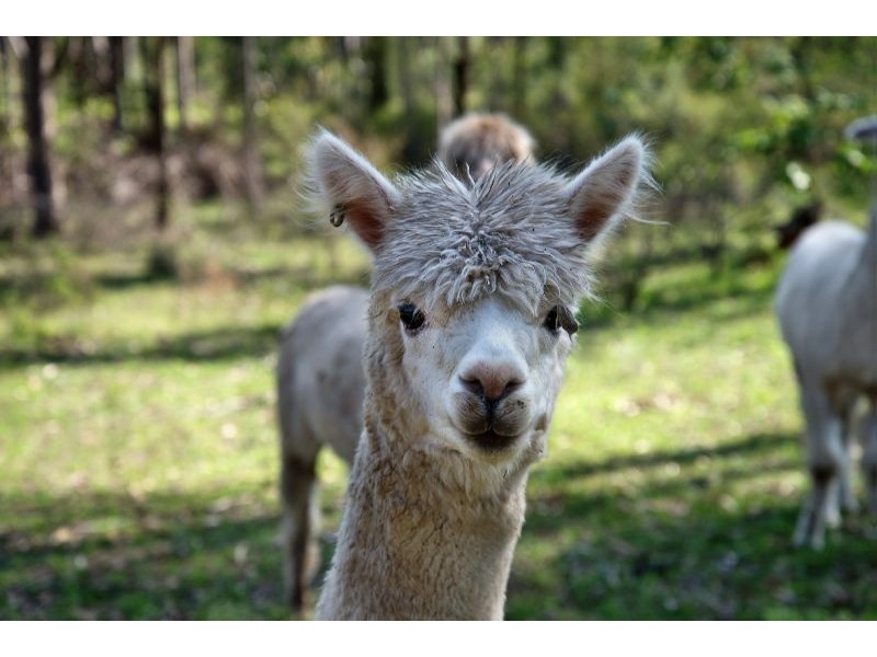 3620 Clarence Town Road, Dungog NSW 2420