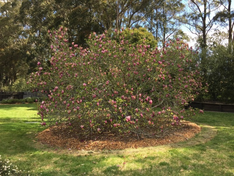 36 Corrie Road, Alpine NSW 2575