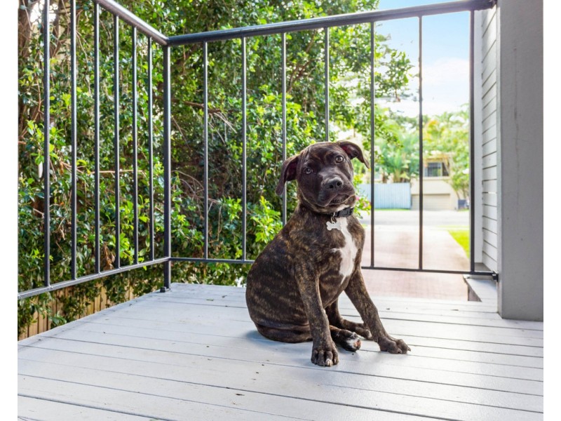 6/74 Beck Street, Paddington QLD 4064