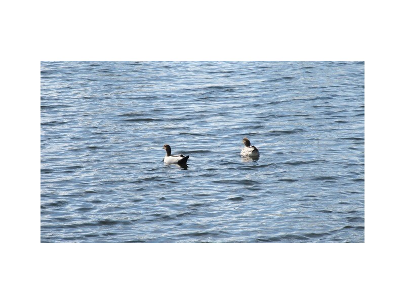 12 Flynn Street, Canning Vale WA 6155