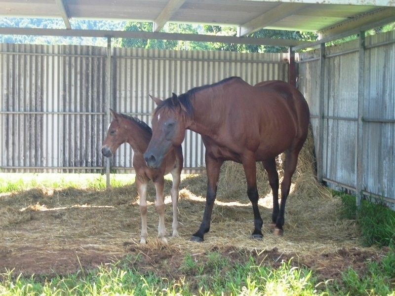 Mission Beach QLD 4852