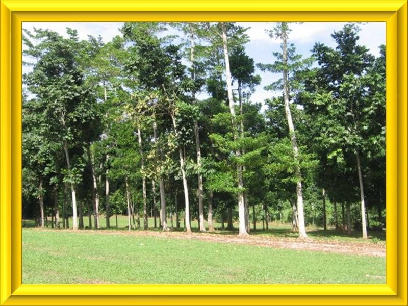 Mission Beach QLD 4852