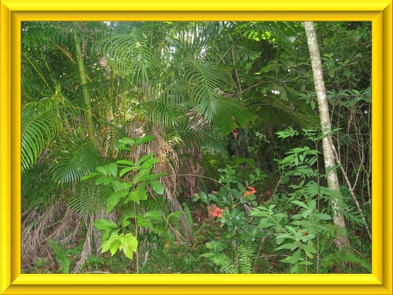 Mission Beach QLD 4852