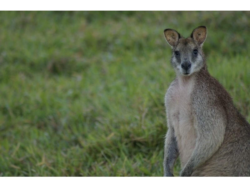 2 and 6 Explorers Drive, South Mission Beach QLD 4852