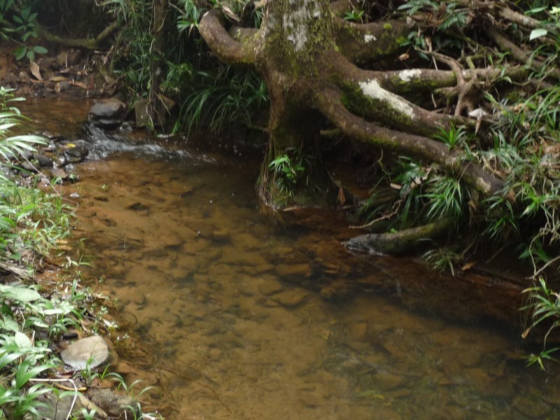 East Feluga QLD 4854