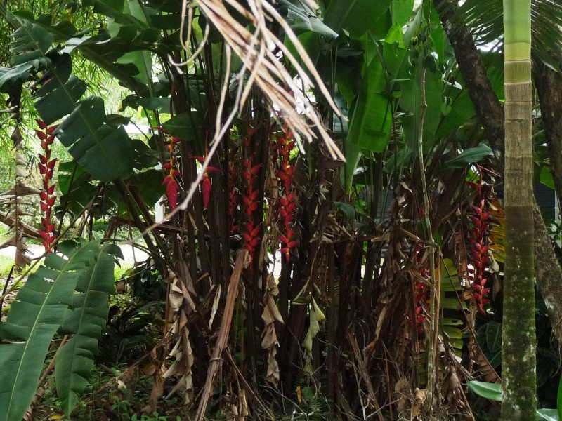 East Feluga QLD 4854