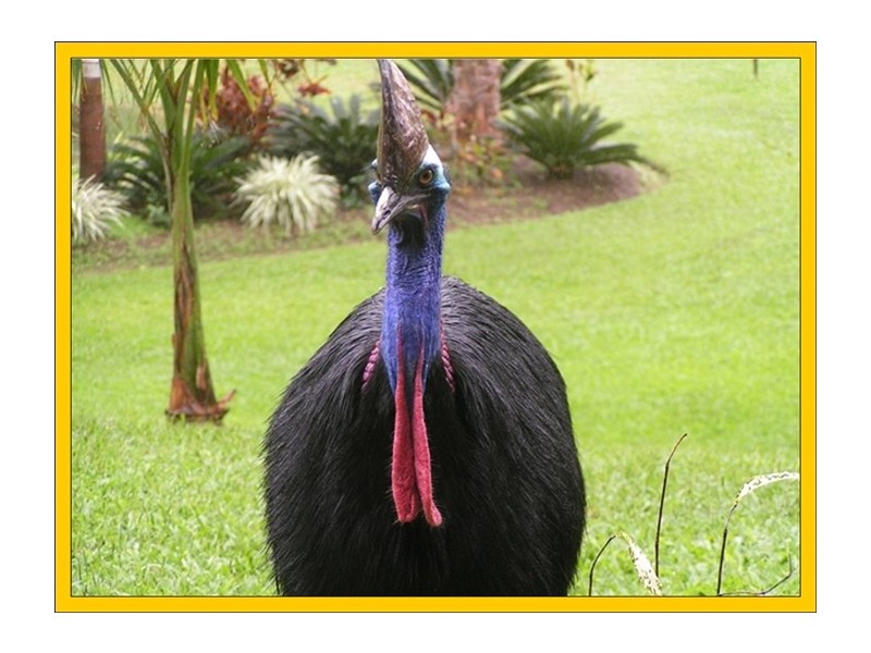 1349a Cassowary Drive, Mission Beach QLD 4852