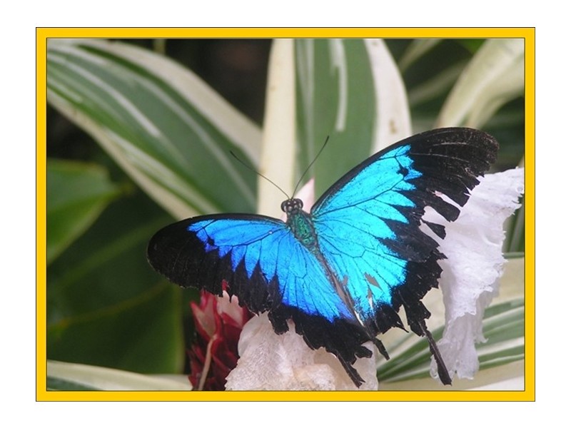 1349a Cassowary Drive, Mission Beach QLD 4852