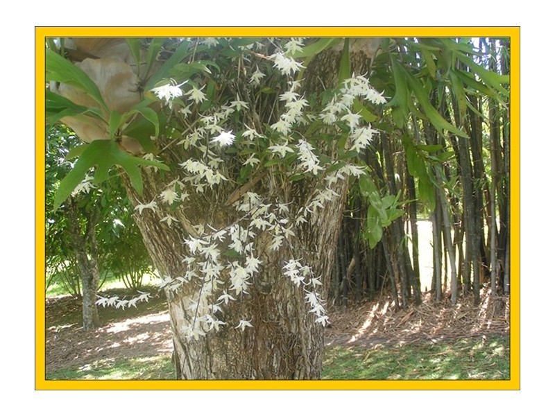 1349a Cassowary Drive, Mission Beach QLD 4852