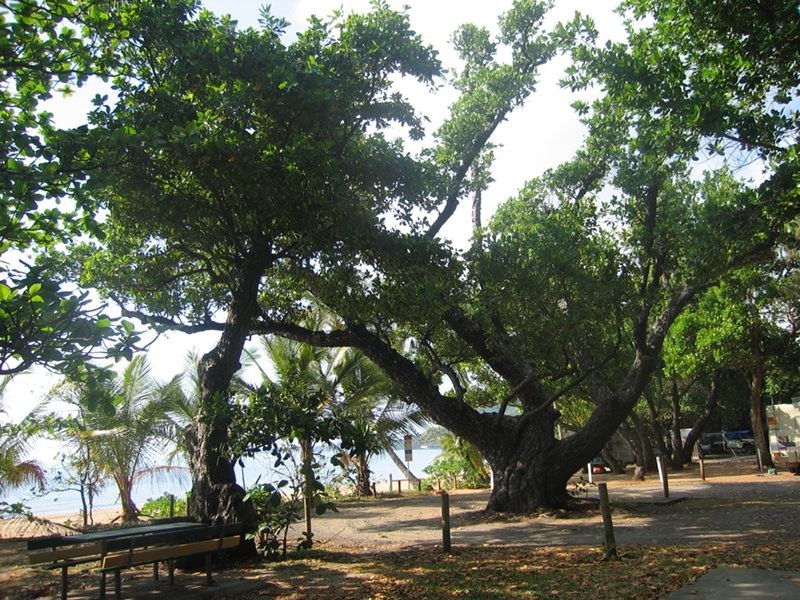 Bingil Bay QLD 4852