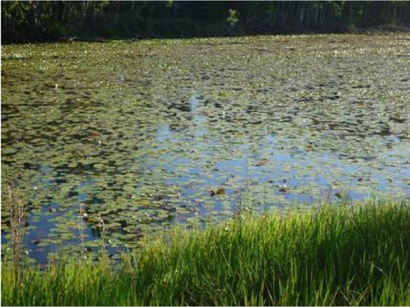 Lot 1 Mountain View Close, Maria Creeks QLD 4855