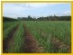 Tully QLD 4854