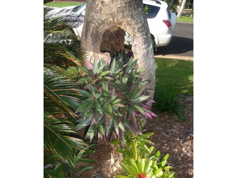 8 Lindquist Close, Mission Beach QLD 4852