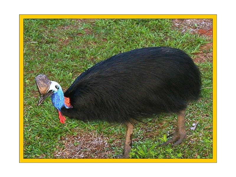 Lot 5 Bingil Bay Road, Bingil Bay QLD 4852