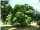 44 Dargin Road,, Maria Creeks QLD 4855