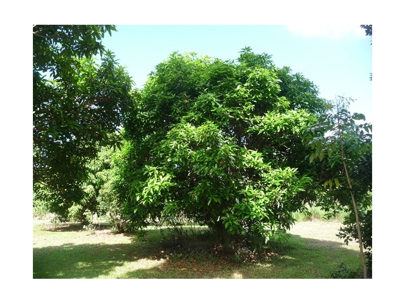 44 Dargin Road,, Maria Creeks QLD 4855