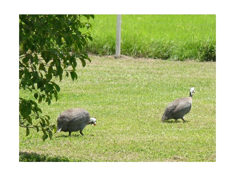 113 Old Tully Road, Tully QLD 4854