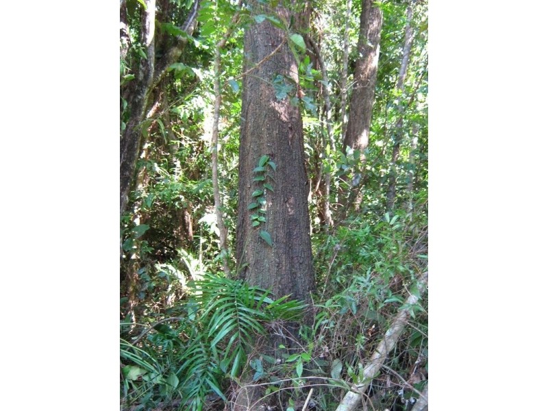 30 Mission Circle, Wongaling Beach QLD 4852