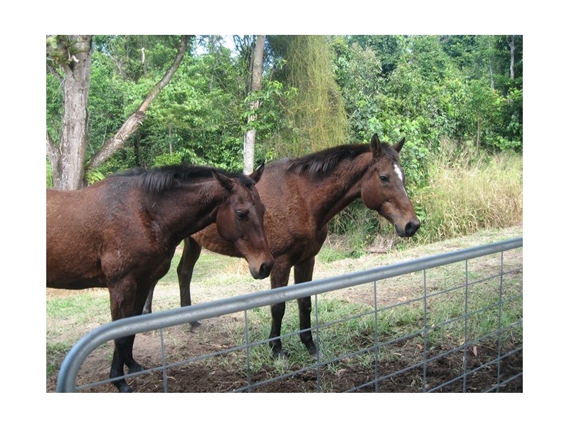 176 Tully-Mission Beach Road, Birkalla QLD 4854