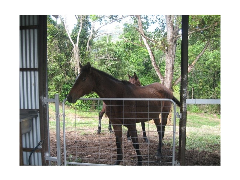 176 Tully-Mission Beach Road, Birkalla QLD 4854