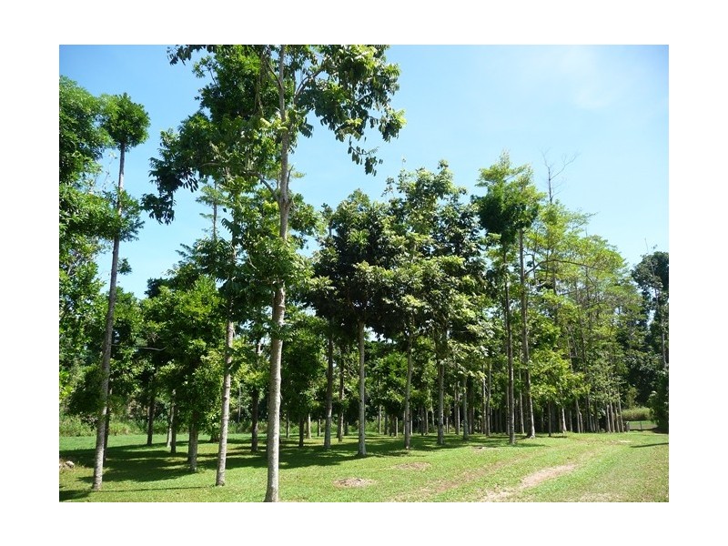 132 Boyett Road, Mission Beach QLD 4852