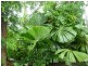 Lot 3 Shell Pocket Road, El Arish QLD 4855