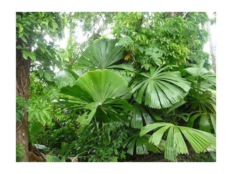 Lot 3 Shell Pocket Road, El Arish QLD 4855