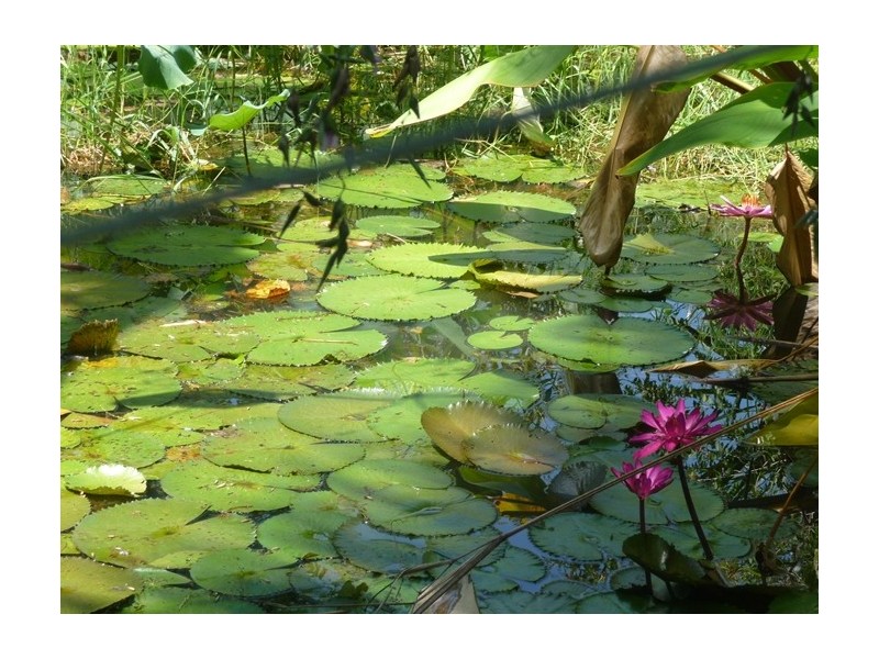 Lot 3 Shell Pocket Road, El Arish QLD 4855