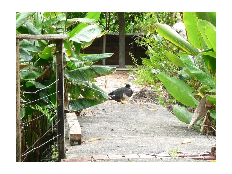 Lot 3 Shell Pocket Road, El Arish QLD 4855
