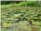 Lot 3 Shell Pocket Road, El Arish QLD 4855