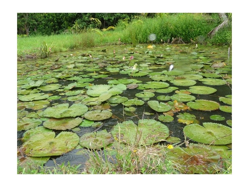 Lot 3 Shell Pocket Road, El Arish QLD 4855