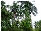 Lot 3 Shell Pocket Road, El Arish QLD 4855