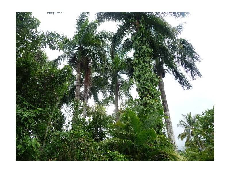 Lot 3 Shell Pocket Road, El Arish QLD 4855
