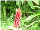 Lot 3 Shell Pocket Road, El Arish QLD 4855