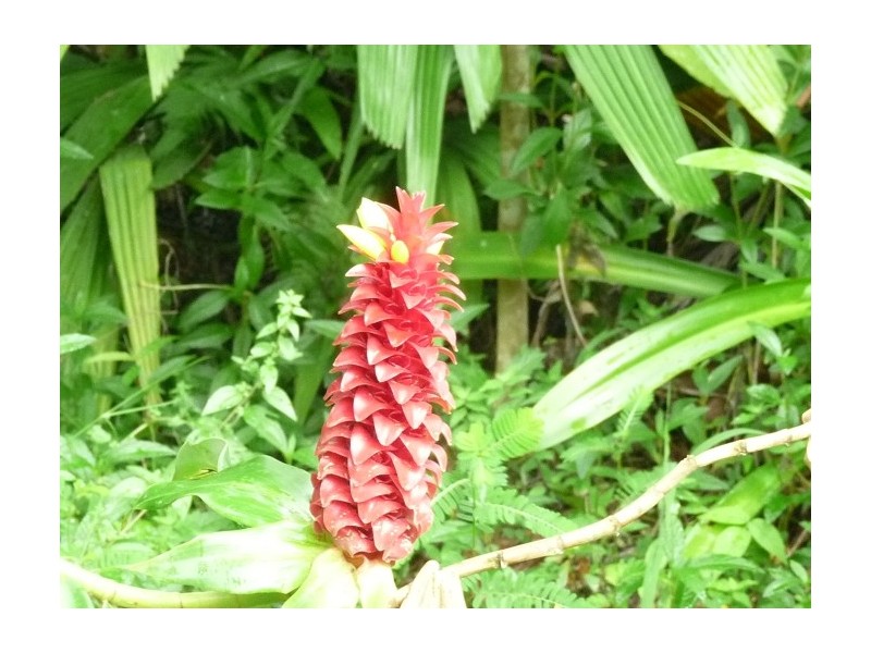 Lot 3 Shell Pocket Road, El Arish QLD 4855