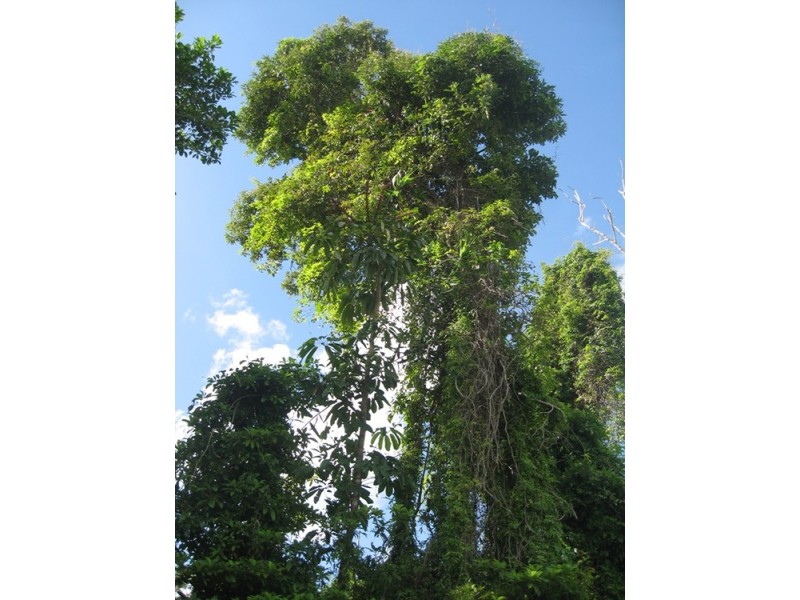 1773 Tully Mission Beach Rd, Wongaling Beach QLD 4852