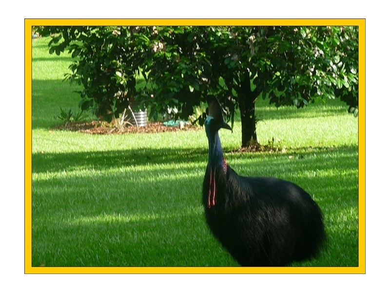 East Feluga QLD 4854