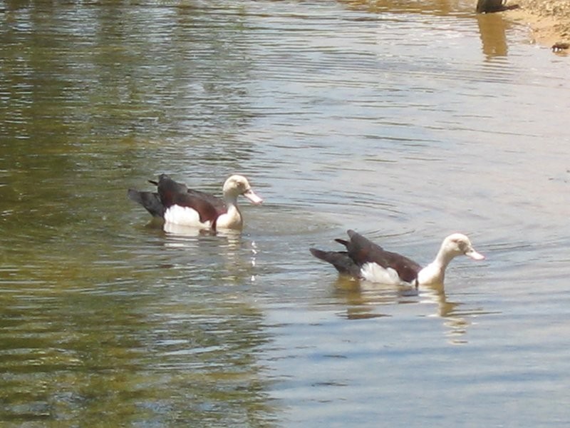 Mission Beach QLD 4852