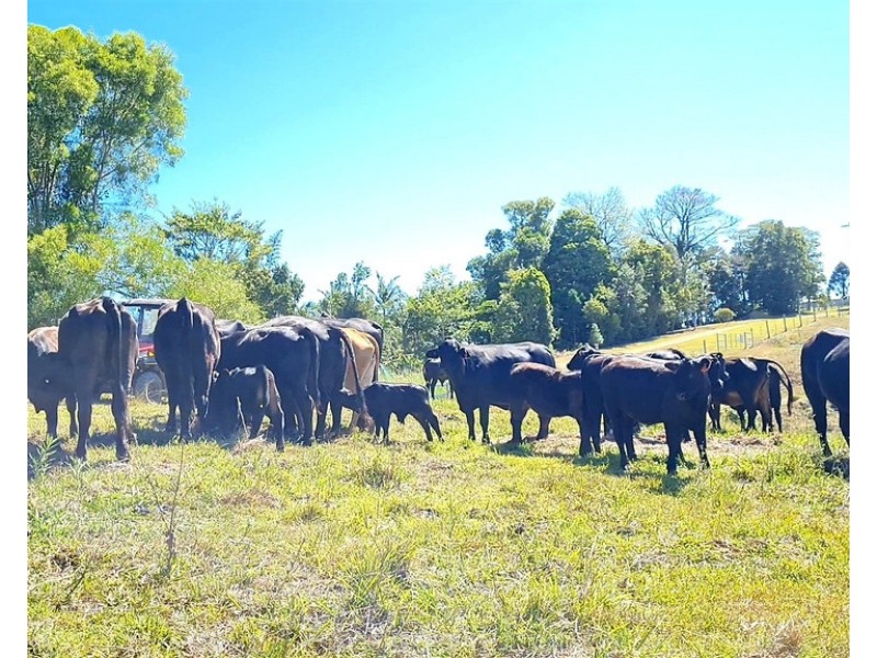 189 Cathay Creek Road, Crediton QLD 4757