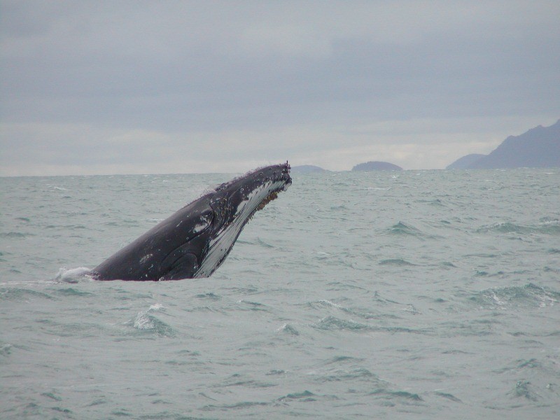 35 Blue Beach Boulevard, Haliday Bay QLD 4740