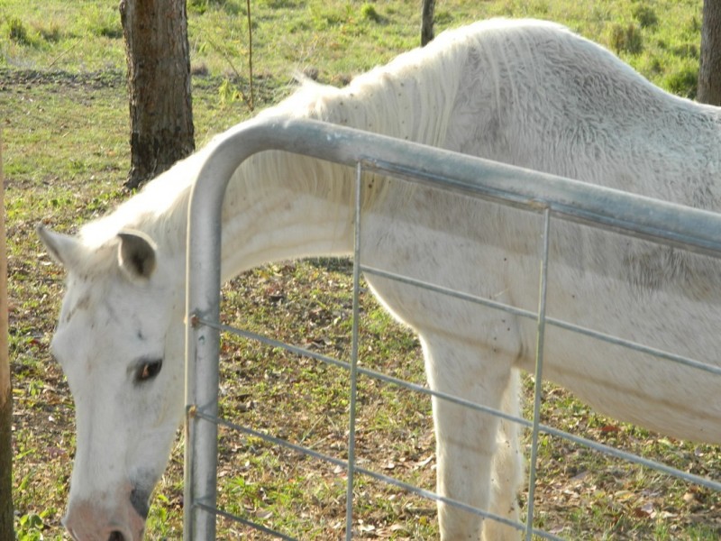8 Galea Court, Habana QLD 4740