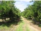 392 Price Road, Koumala QLD 4738