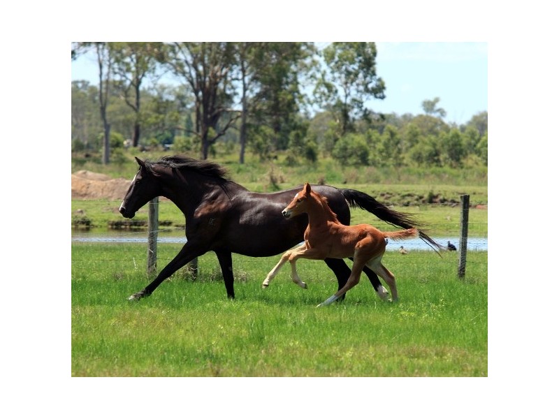 Allenview QLD 4285