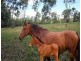 South Maclean QLD 4280