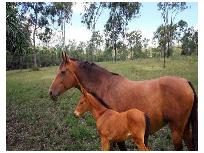 South Maclean QLD 4280