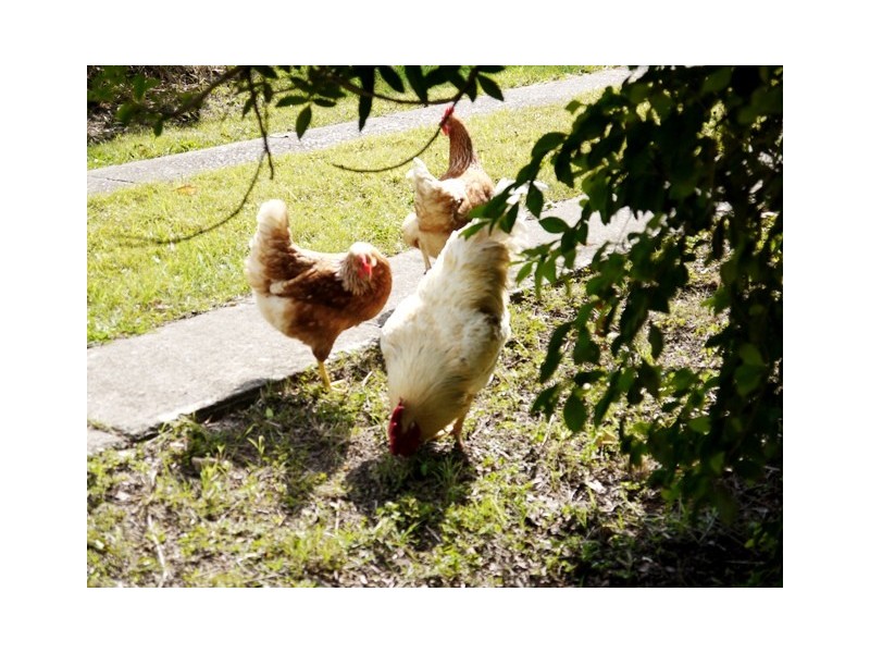 Waterford West QLD 4133