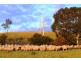 140 Mine Flat Road, Strathalbyn SA 5255