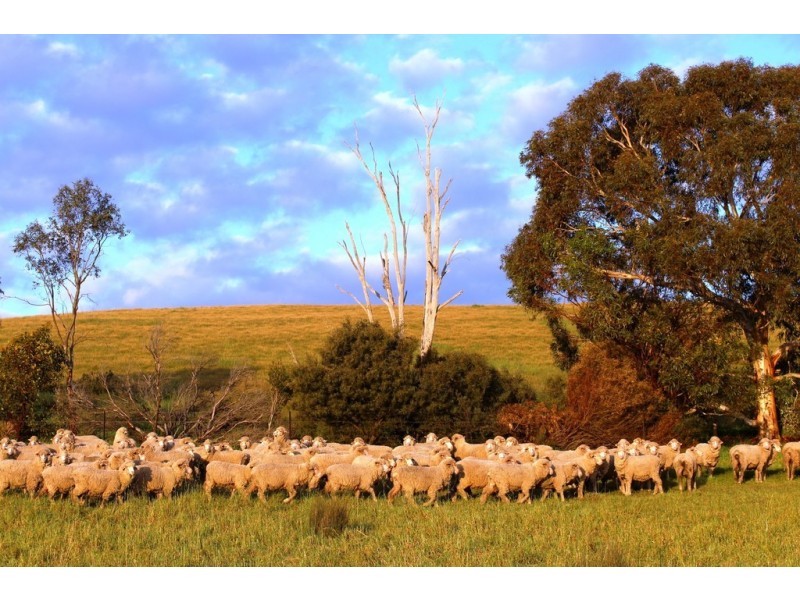 140 Mine Flat Road, Strathalbyn SA 5255