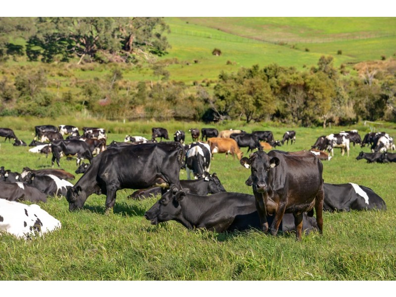 178 Tunk Head Road, Parawa SA 5203