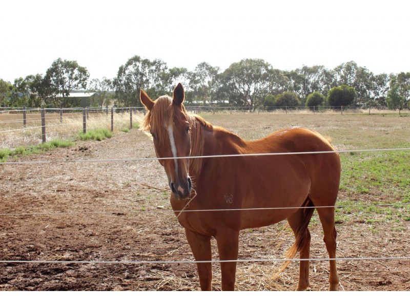 A10 Lines Road, Strathalbyn SA 5255